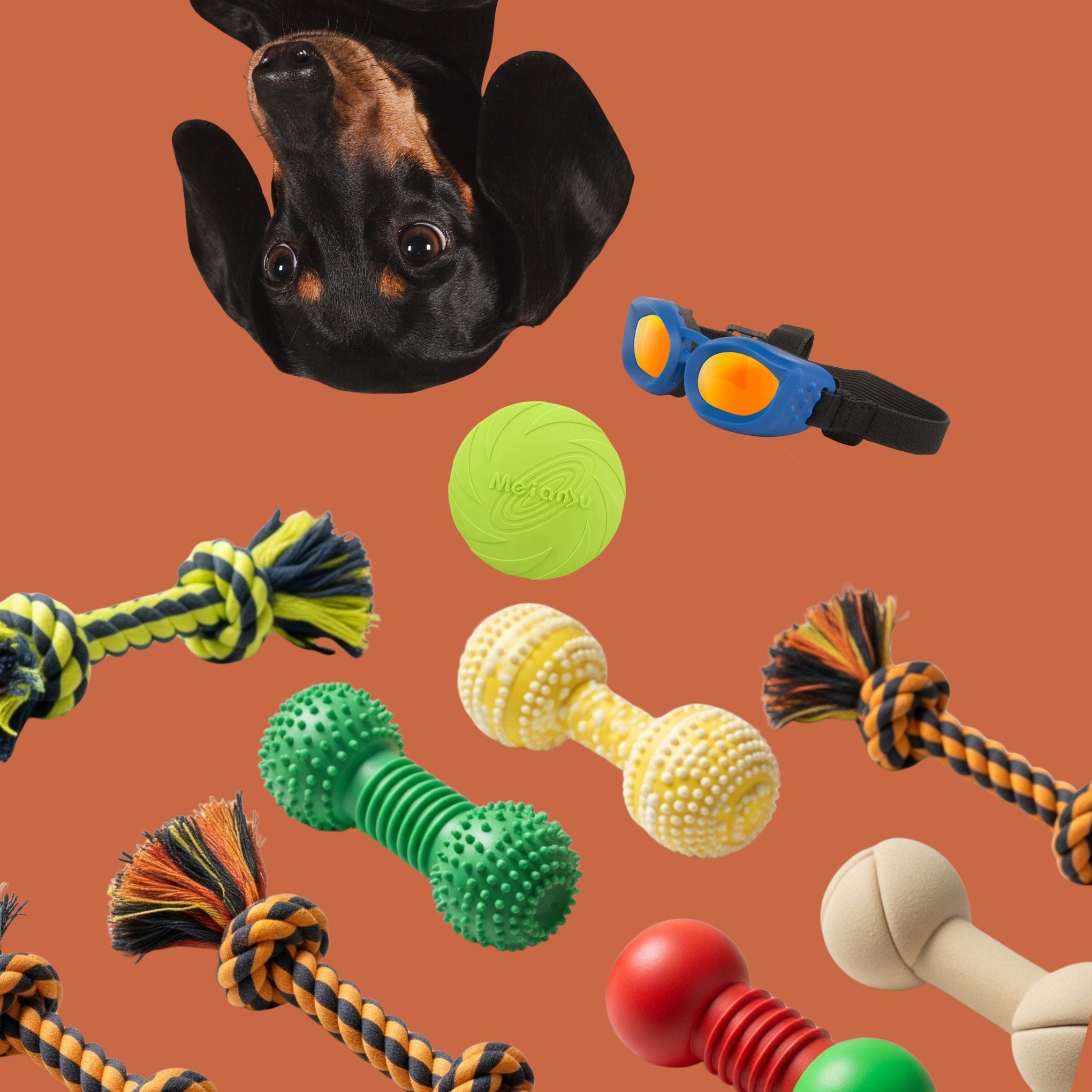 Toys & Accessories